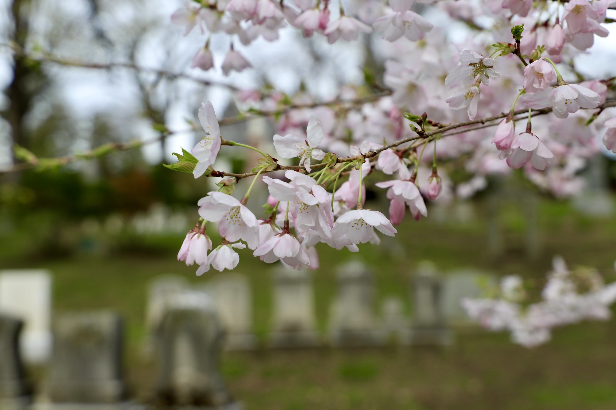 What's in Bloom